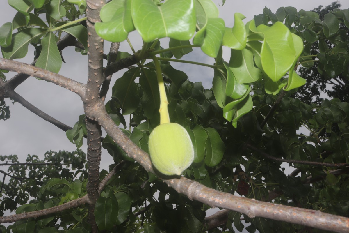 Adansonia digitata L.